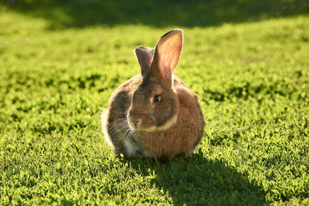 Big Rabbit on sunny lawn at backyard. Easter nature and animal bokeh background