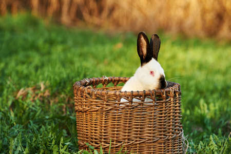 California or California white breed of domestic rabbit peeks out of the basketの写真素材