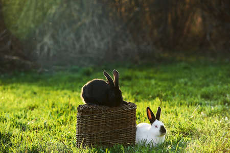 Two black and white rabbits in green grass outdoor.の写真素材