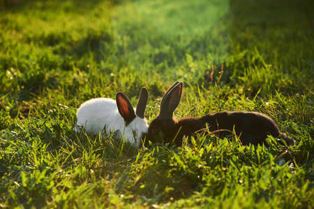 Two pet rabbits laying on grass outside.