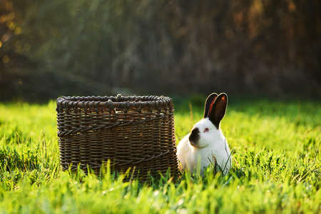 California white breed of domestic rabbit sits next to a basket on the lawn.の写真素材
