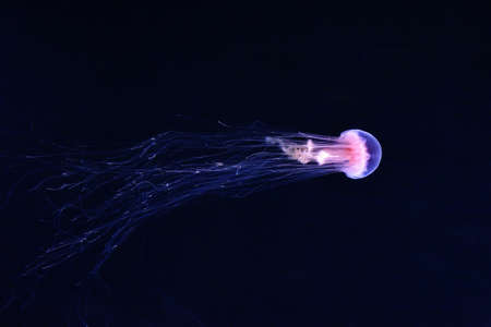 Glowing jellyfish chrysaora pacifica underwater.の写真素材