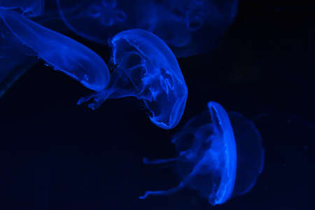 Beautiful colorful illuminated jellyfish in the deep blue light moving underwater.の写真素材
