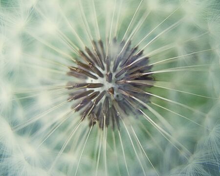 Dandelion