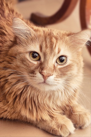 Red Catの写真素材