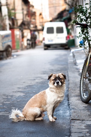 Small pet dog posing in the street in Shanghaiの写真素材