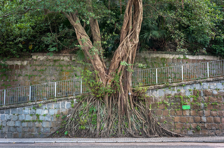 Large banyan tree growing against a wall in the mid-levels area of Hong Kong Island