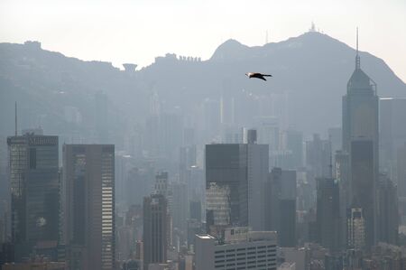 HONG KONG - MARCH 19, 2012 - Black Kite flying over Hong Kong Islandのeditorial素材
