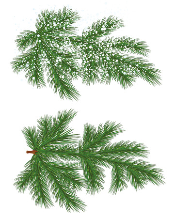 Vector isolated nature Pine branch with snowのイラスト素材