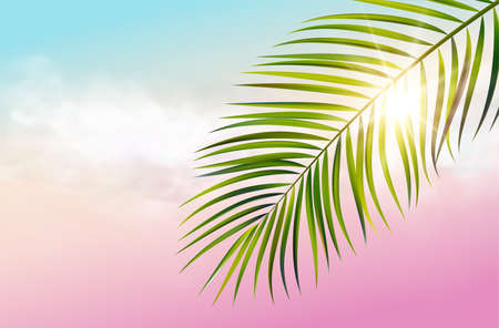 Green leaf of palm tree on white backgroundのイラスト素材