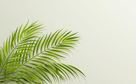 green leaf of palm tree on gray backgroundのイラスト素材