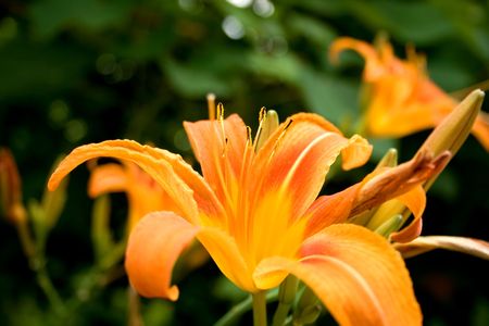 yellow lily flower close-up, young bloom plantの写真素材