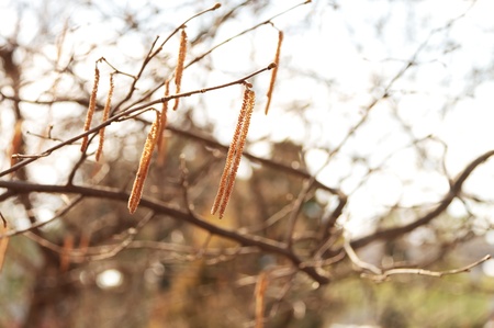 Male catkins on common hazel at spring time  の写真素材