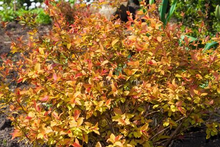 Young shrub Spiraea in the ground