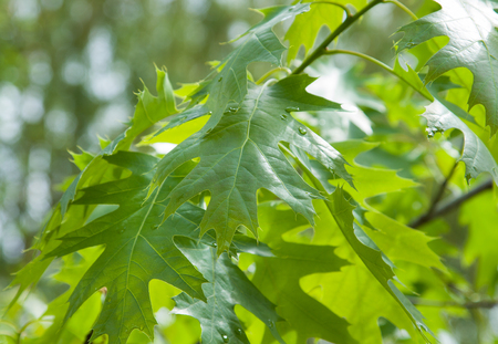 Close up of oak tree, green leaves