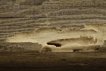 A piece of old timber with woodworm shrimp