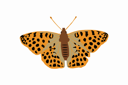 Butterfly in orange with black dots - vector graphicsのイラスト素材
