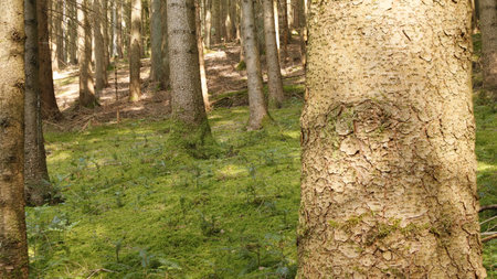 Trees and moss in a forest in Bavaria, Germany.の写真素材
