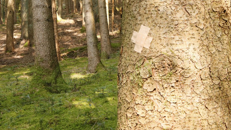 Bark of a tree in the forest with a wooden sign.の写真素材