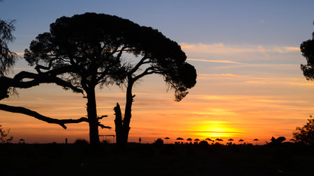 Serene sunrise over Cirali's beach, Turkey: The sun rises gently over the calm sea, casting a golden glow. Silhouettes of pine trees and umbrellas create a tranquil scene of a peaceful summer morning.の写真素材