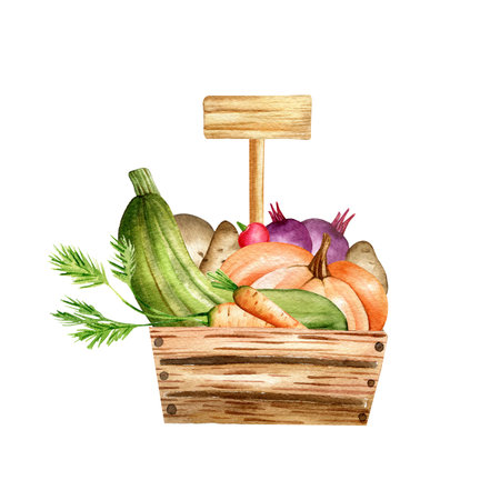 Watercolor composition of fresh vegetables in a wooden box. Wooden label for the inscription, zucchini, cabbage, pumpkin, potatoes, beets, carrots isolated on a white background. hand-drawn clipart.の写真素材