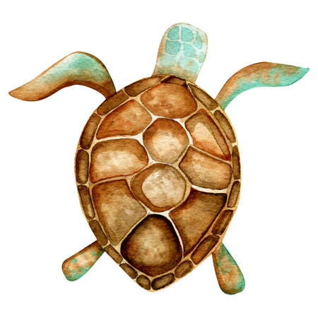 Watercolor illustration. Hand drawn sea turtle. Undersea world. Clipart.の写真素材