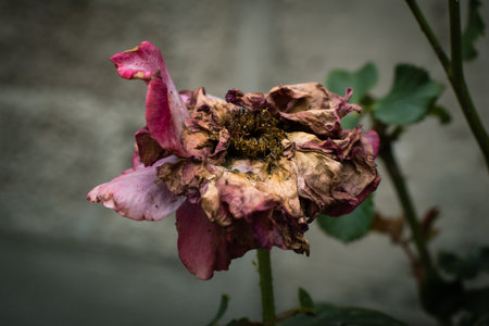 withered rose whithered rouse wallpaper wallpaperの写真素材