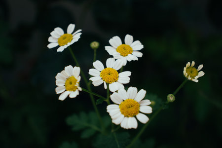 chamomile, summer njardin wallpaperの写真素材