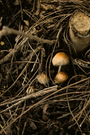 Mushrooms growing on a stump in the forest. Selective focus.の写真素材