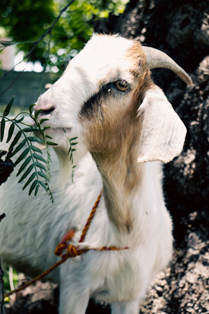 Portrait of a goat in the village. Selective focus.の写真素材