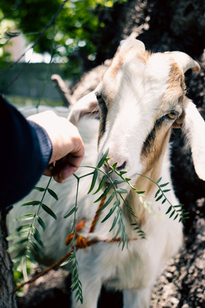 Close-up of a hand feeding a goat from a tree branchの写真素材