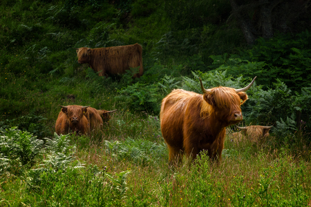 Highland cattle on the Isle of Mull, Scotland