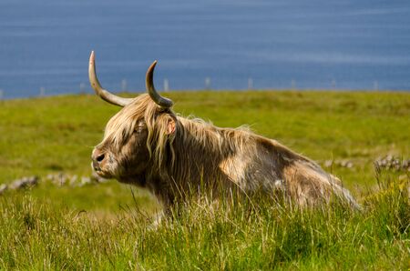 Highland Cattle on grass, Isle of Skye, Scotlandの写真素材