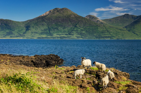 Five Blackface scottish sheep on the grassy cliff of Loch na Keal, Isle of Mull, Scotlandの写真素材