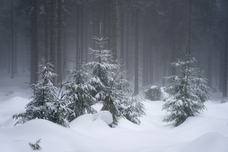Lonely women in the snowy foggy alley in Krkonose Mountains, Ceska Republikaの写真素材