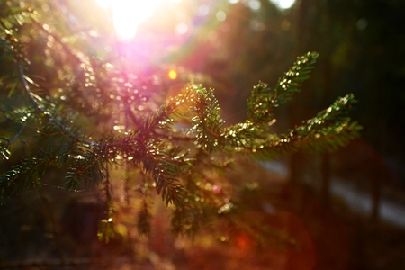 backlight spruce branch