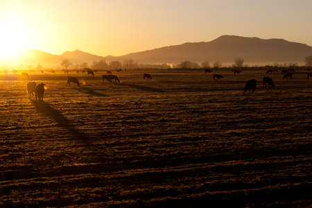 A beautiful morning sunrise on the cold crisp Nevada field.  The cows are out early and ready to eat.の写真素材