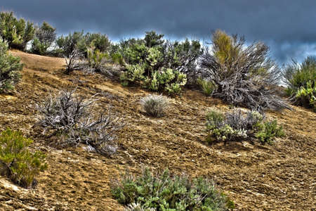 An artistic rendition of some Nevada Desert Sage.の写真素材