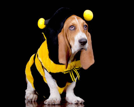A funny image of a Bassett Hound in a bumble bee costume.の写真素材