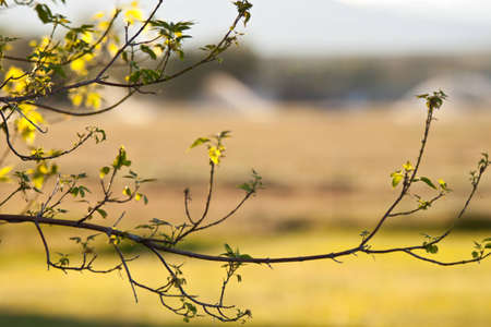 A nice abstract of a tree branch.の写真素材