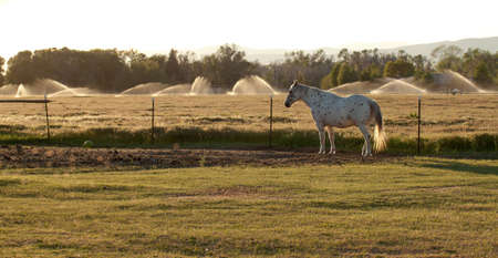 A beautiful image of an Appaloosa horse.  This image was taken during golden hour sunset.の写真素材
