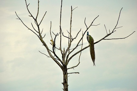 Seahawk and peacock sitting on bough of tree in wildの写真素材
