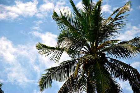 Blue sky with clouds and palm trees
