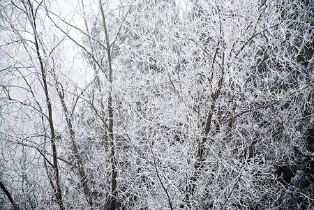 Frost on trees