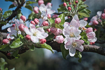 Blossoms of apple treeの写真素材