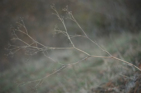 Twig during the dusk