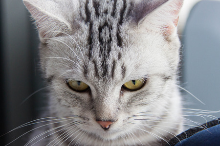 cat seeの写真素材