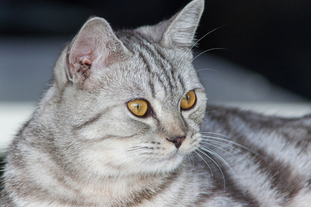 meaowの写真素材