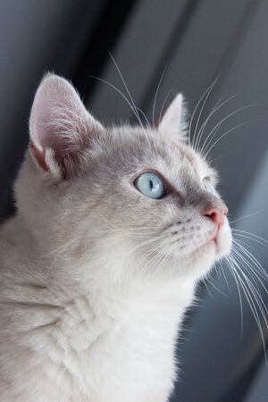 vacant catの写真素材