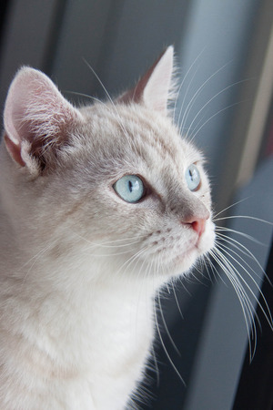 vacant cat3の写真素材